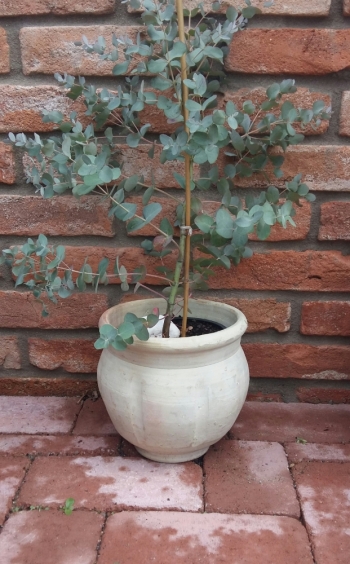 Amfora hladká bledá piccolo